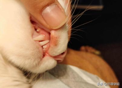 猫咪眼睛红肿是生病了吗? 猫咪眼睛红肿是生病了吗?