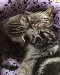 猫咪看到香蕉真的会发疯吗？