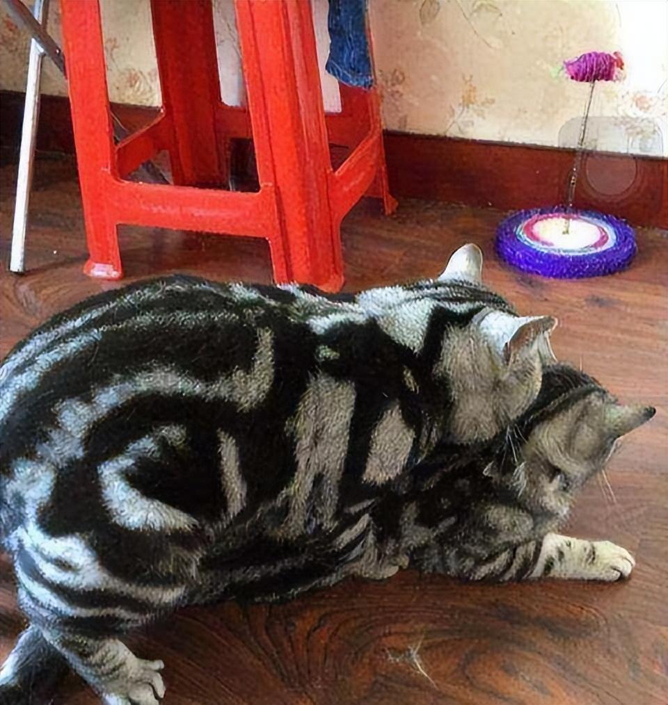 猫咪交配时为什么要咬住对方脖子？