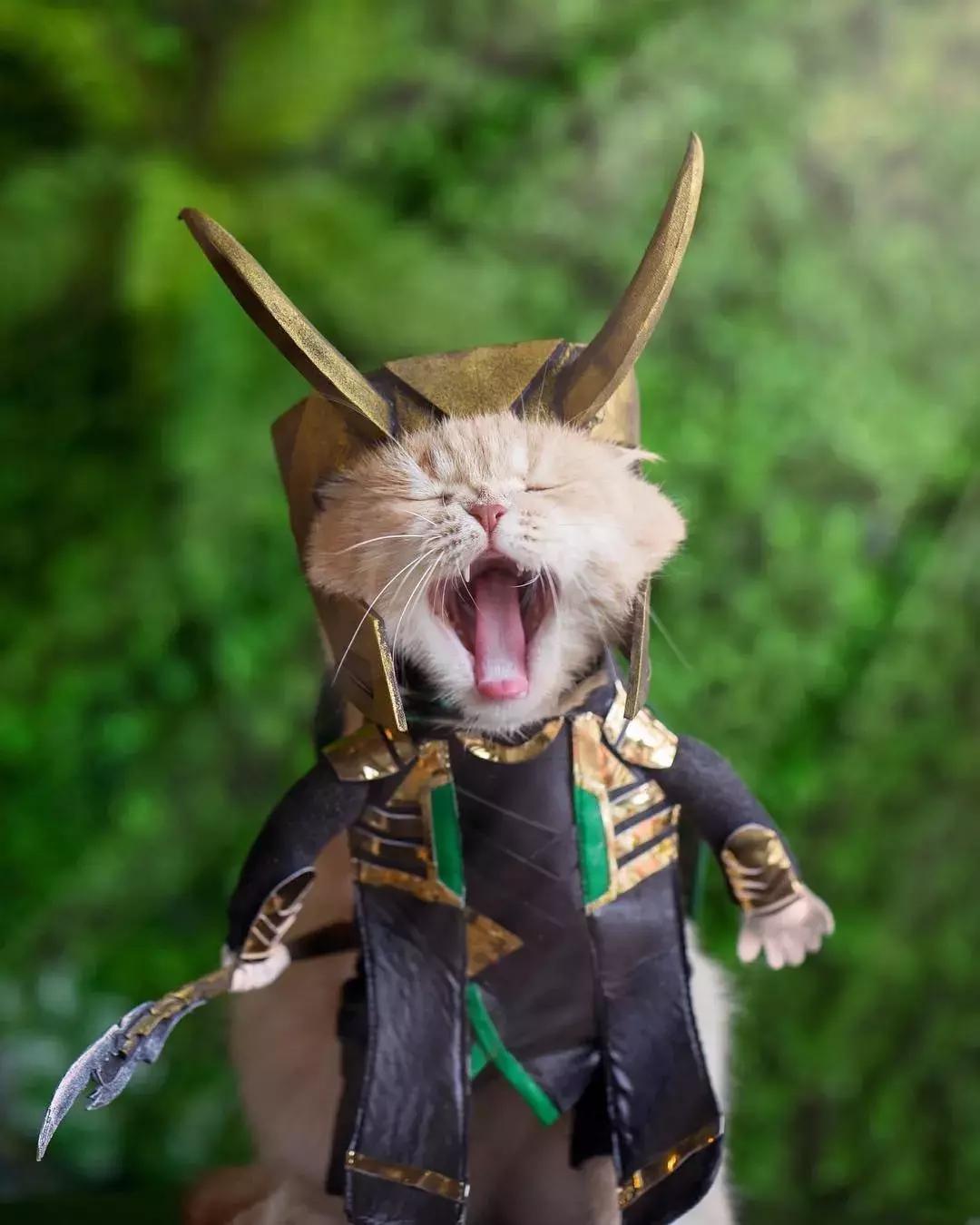 你家猫咪的祖先到底有多野？