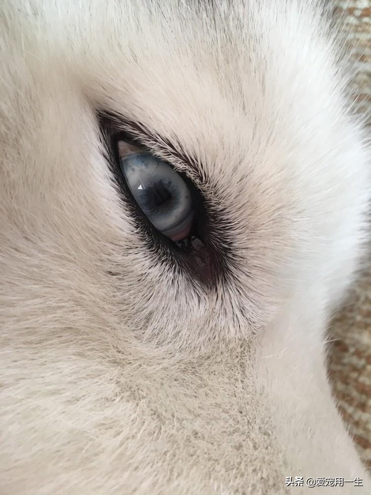 猫咪眼睛长了息肉会自己消失吗? 猫咪眼睛长了息肉会自己消失吗?