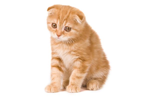 你的猫正在偷偷抑郁吗？