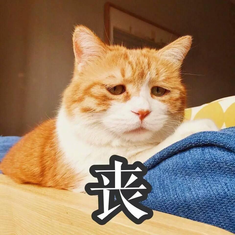 猫咪得了口炎会传染给其他猫吗? 猫咪得了口炎会传染给其他猫吗?