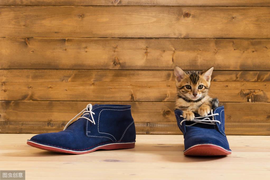 猫咪软便三个月都不好怎么办? 猫咪软便三个月都不好怎么办?