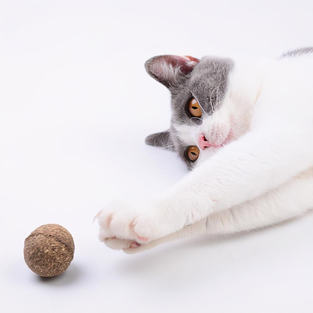 猫咪吐不出毛球会有什么危险吗？