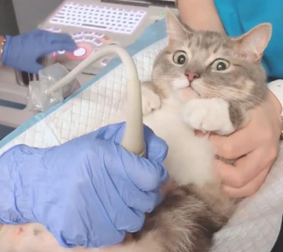 你家猫咪突然躲进衣柜还疯狂刨窝？这真的是要生了吗？