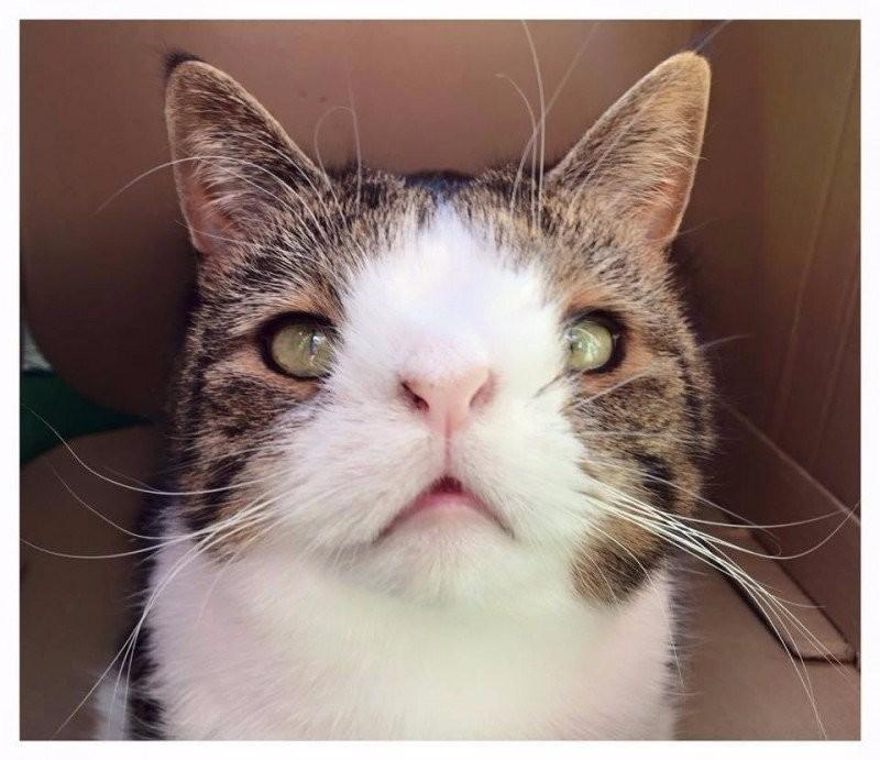 给猫取名真的会影响主子性格吗? 给猫取名真的会影响主子性格吗?