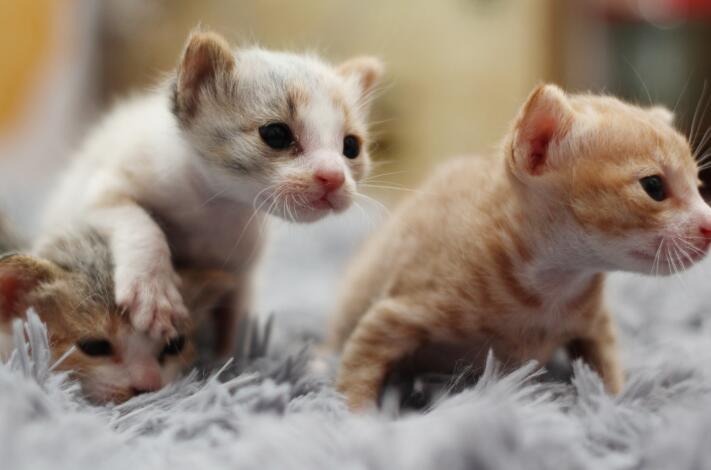 猫咪突然饭量翻倍是怀孕了吗？