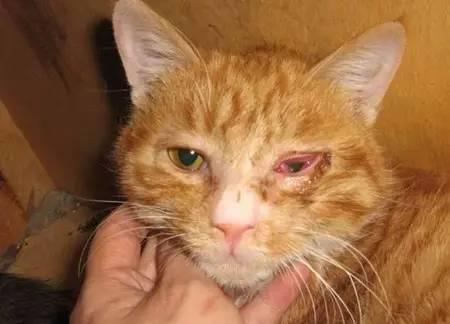 猫咪眼睛红肿流眼泪是得了结膜炎吗? 猫咪眼睛红肿流眼泪是得了结膜炎吗?