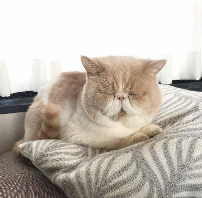 为什么猫咪总爱趴在人身上睡觉？