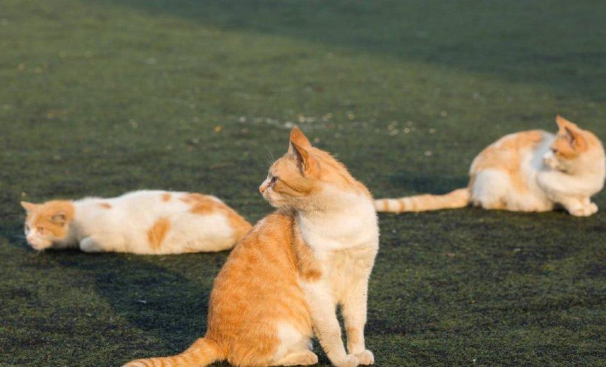 新手养猫到底该怎么选口粮？