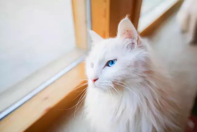 猫咪打完疫苗后趴窝一整天正常吗? 猫咪打完疫苗后趴窝一整天正常吗?