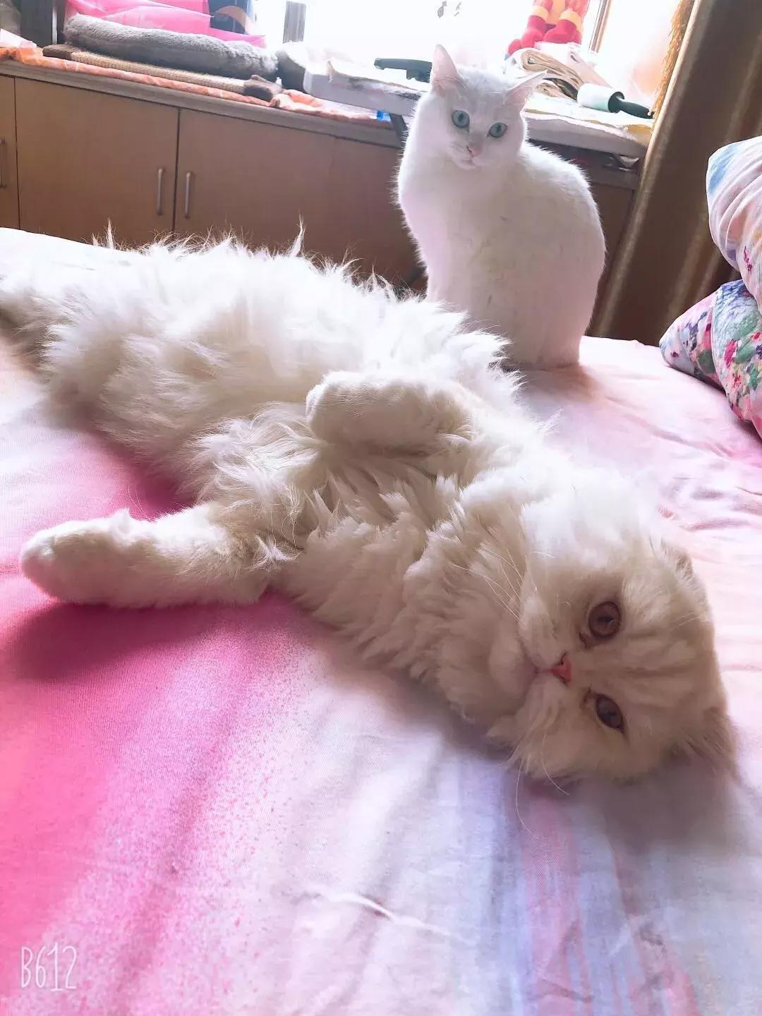 猫咪鼻子冰凉正常吗？