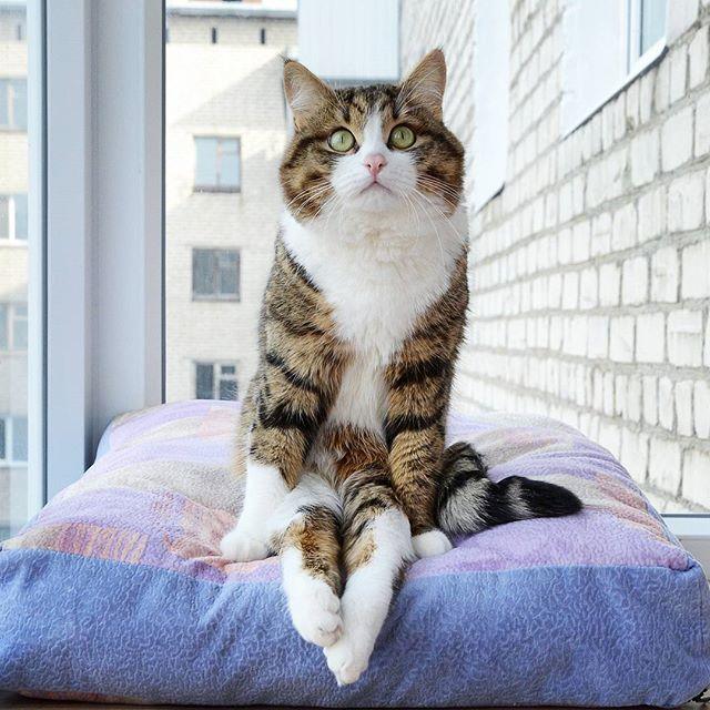 猫咪吐了该不该立刻送医院？