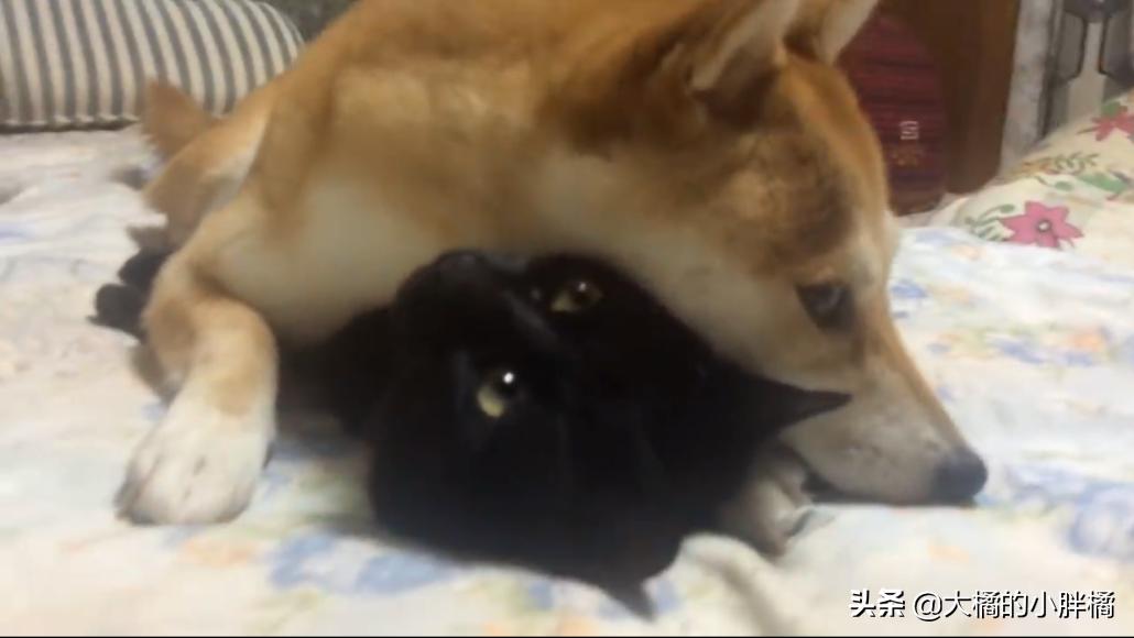 猫咪喘成狗还吐舌头 到底摊上啥大事了？