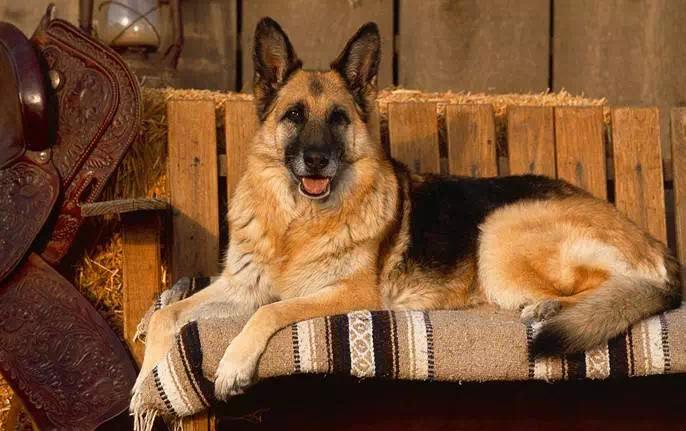 你家猫咪真的会保护主人吗？