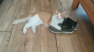 为什么我家猫主子拉完屎屁股比厕所还臭？