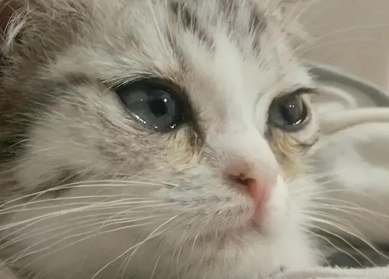 猫咪频繁打喷嚏却精神十足，需要担心吗？