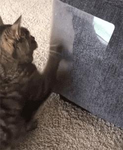 新手拍猫片没人看?手把手教你玩转猫咪TV! 新手拍猫片没人看?手把手教你玩转猫咪TV!