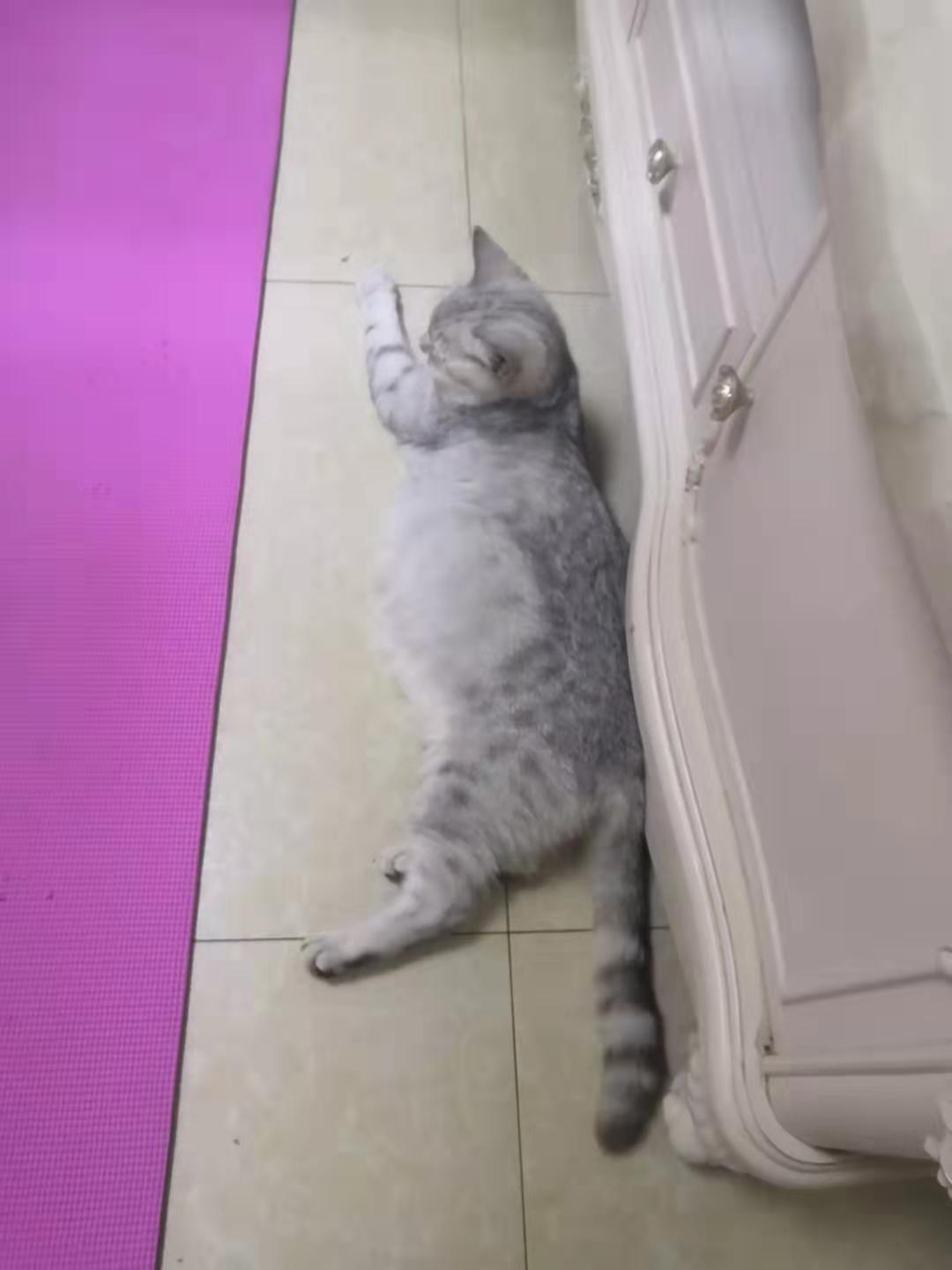 猫咪生产需要多久？新手必看的接生全流程攻略