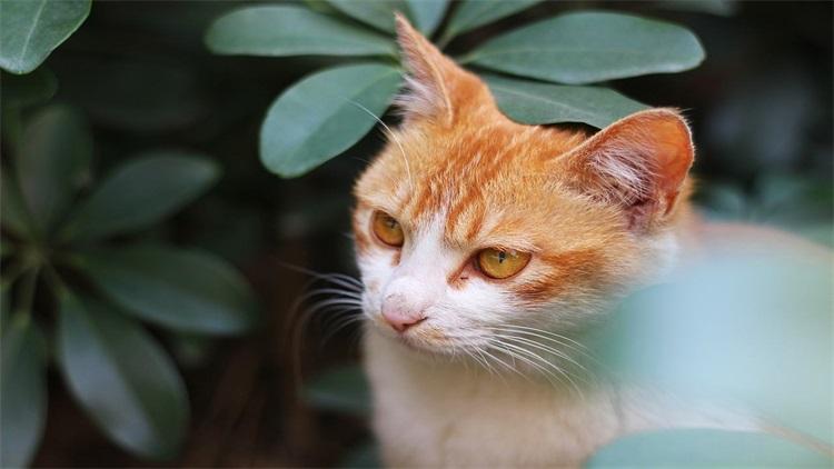 猫咪夏天中暑会自己找水喝吗？