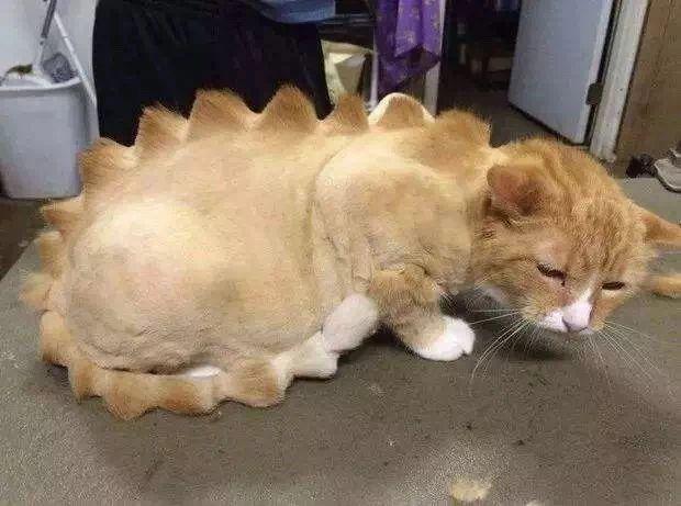给猫咪剃毛到底要花多少钱? 给猫咪剃毛到底要花多少钱?