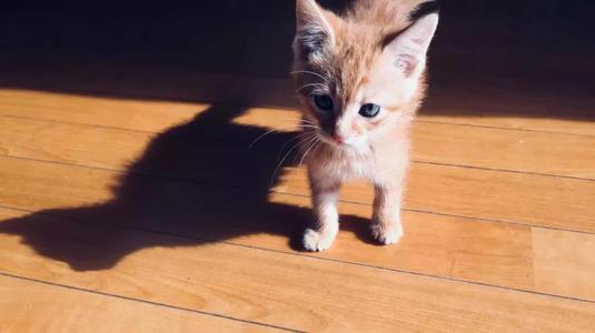 猫咪死活不肯吃药怎么办？