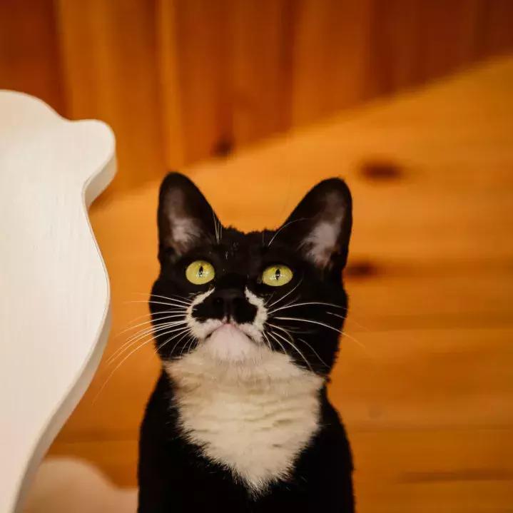 你家猫主子总吃不胖怎么办？