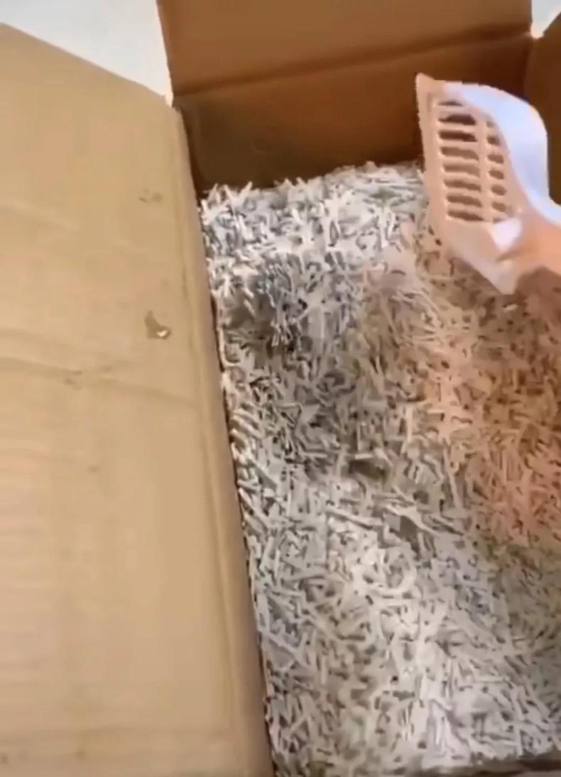 你家猫砂盆里出现过会动的面条吗? 你家猫砂盆里出现过会动的面条吗?