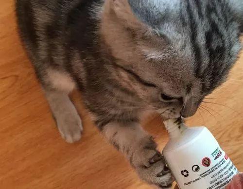 猫咪吐不出毛球会有什么危险吗？