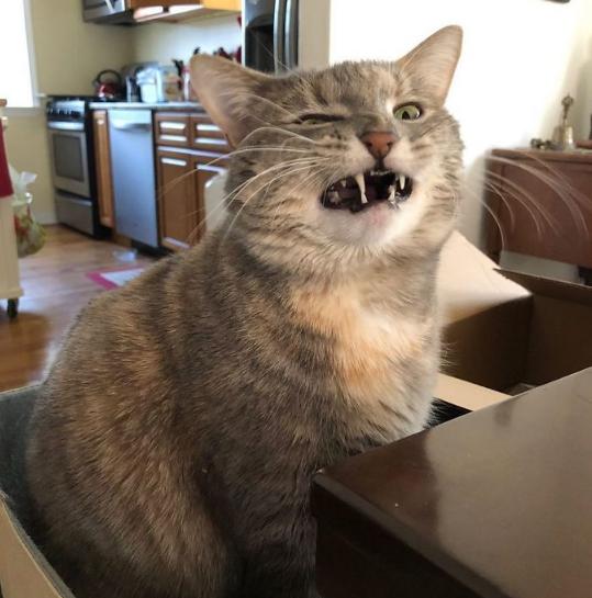 【软件工程】软件测试工程