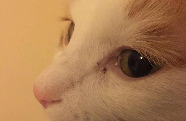 猫咪眼角突然肿了个肉疙瘩要紧吗？