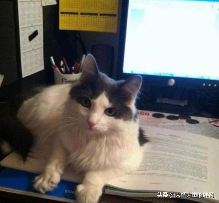 为什么你的猫总在和你唱反调？