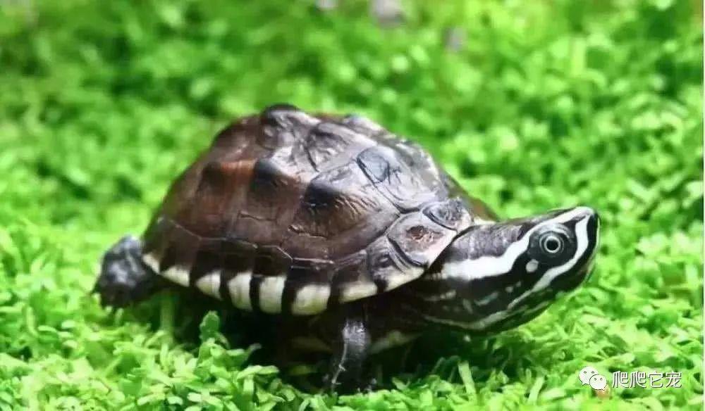 G37论坛到底怎么玩？新手第一次点进来该看什么？