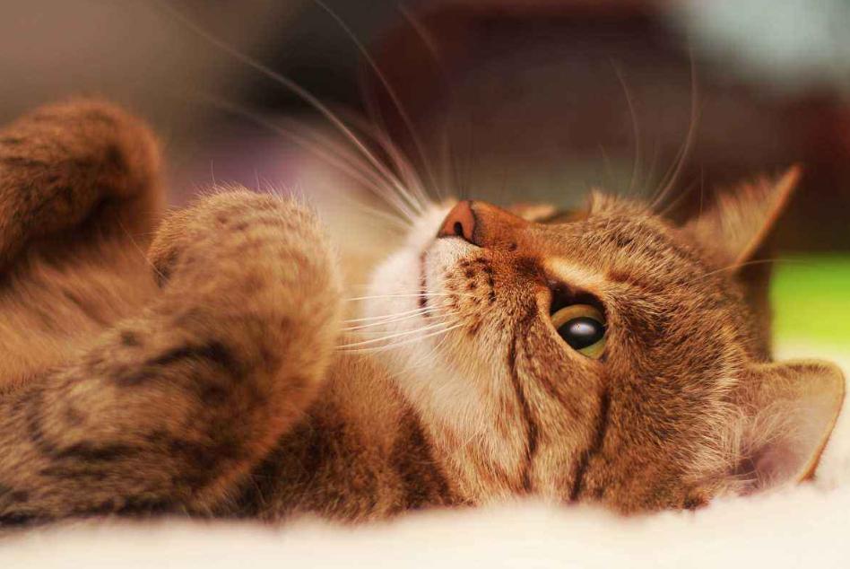 折耳猫的可爱外表下藏着什么隐患? 折耳猫的可爱外表下藏着什么隐患?