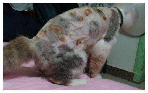 新手给猫剃毛会不会出事？