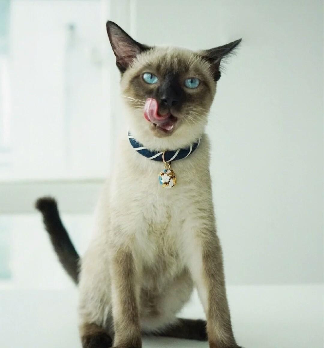 猫咪鼻子突然变黑是得了绝症吗? 猫咪鼻子突然变黑是得了绝症吗?