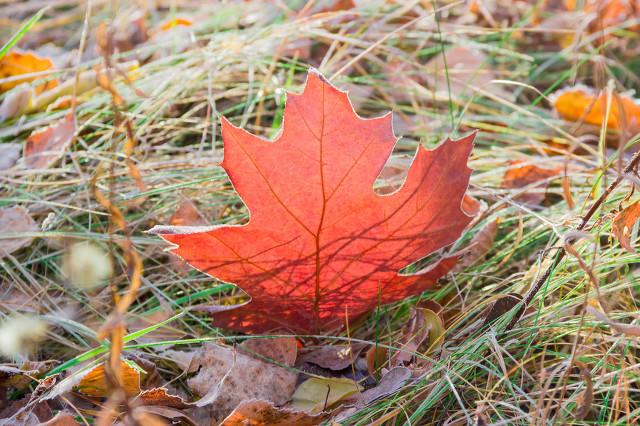 在洛杉矶生活必须知道的华人论坛BBS有哪些隐藏功能? 在洛杉矶生活必须知道的华人论坛BBS有哪些隐藏功能?