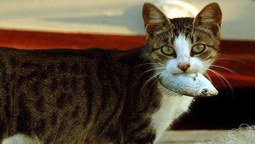 预算不足怎么选车？新手买车被高价劝退 英伦SC7实测省3万购车费