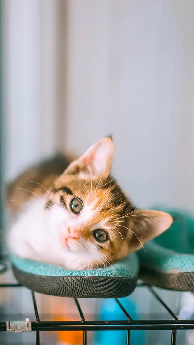 为什么你抱猫时它总想逃跑? 为什么你抱猫时它总想逃跑?