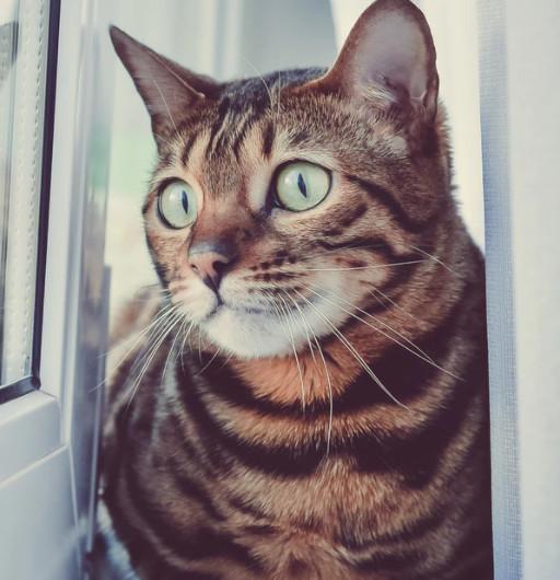 两个月大的幼猫为什么总在半夜跑酷？