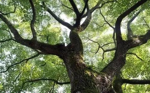 阳台种杉树三个月就死？新手到底踩了多少坑？