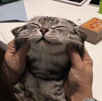 2024年怎么才能安全进入猫咪官网? 2024年怎么才能安全进入猫咪官网?