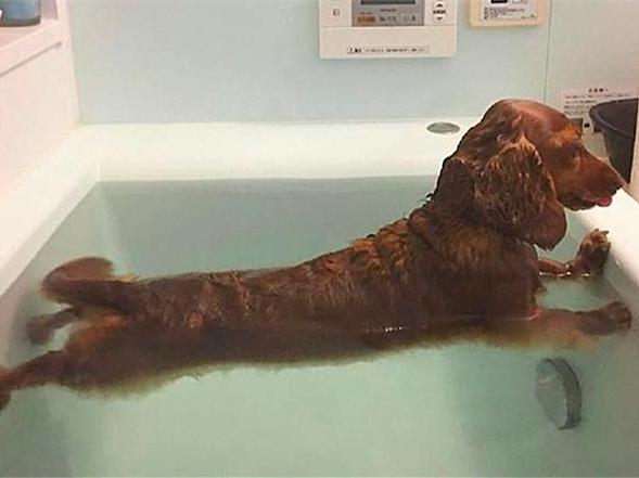 你家猫主子睡觉总捂脸？别慌！这可能是它给你的暗号！