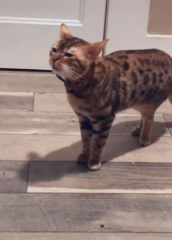 森雅报价里到底藏着多少猫腻?新手必看的避坑指南 森雅报价里到底藏着多少猫腻?新手必看的避坑指南