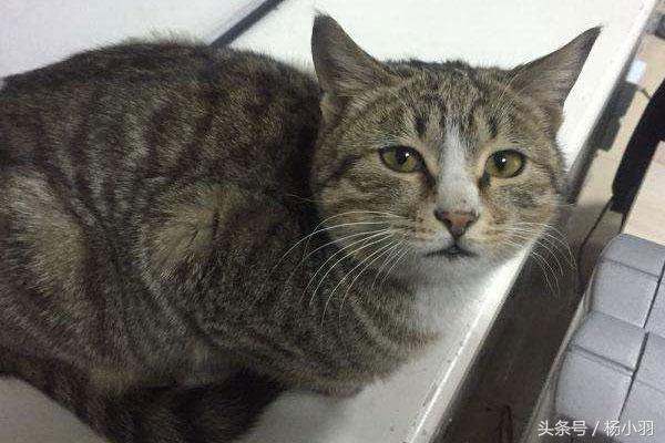 家里猫咪突然失踪了该怎么办？