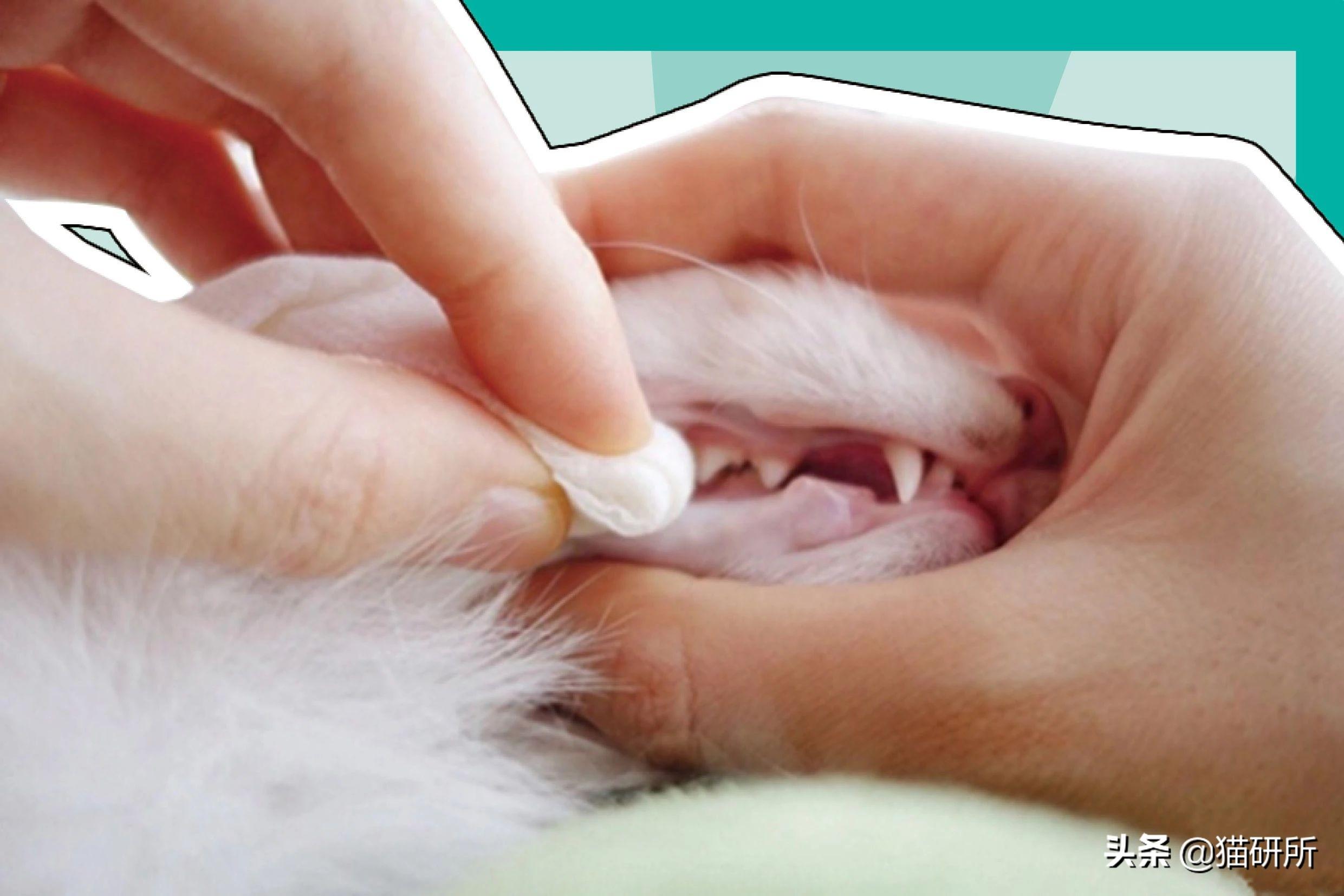 你家猫主子嘴巴臭得像垃圾桶？不刷牙真的会要命吗？