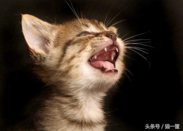 刚生完小猫的母猫突然没奶水了怎么办？