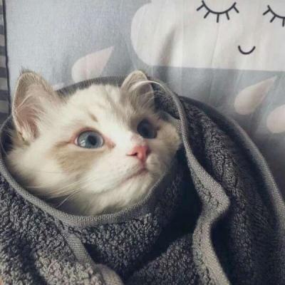 足球场上的致命危险究竟离我们有多近？