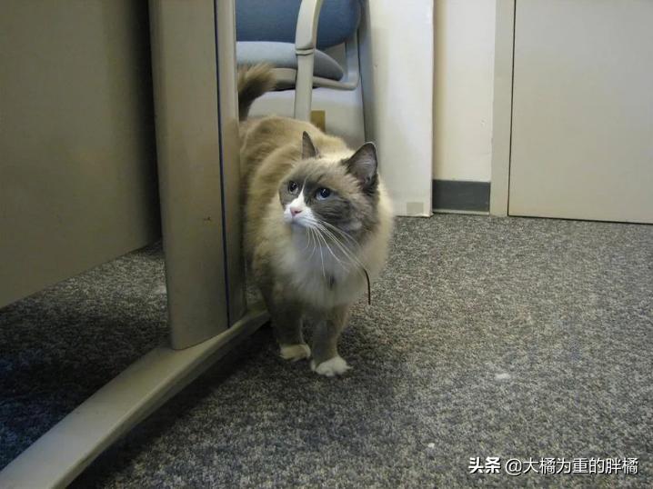 猫咪嘴巴臭得像垃圾桶？这7个原因新手必须知道！